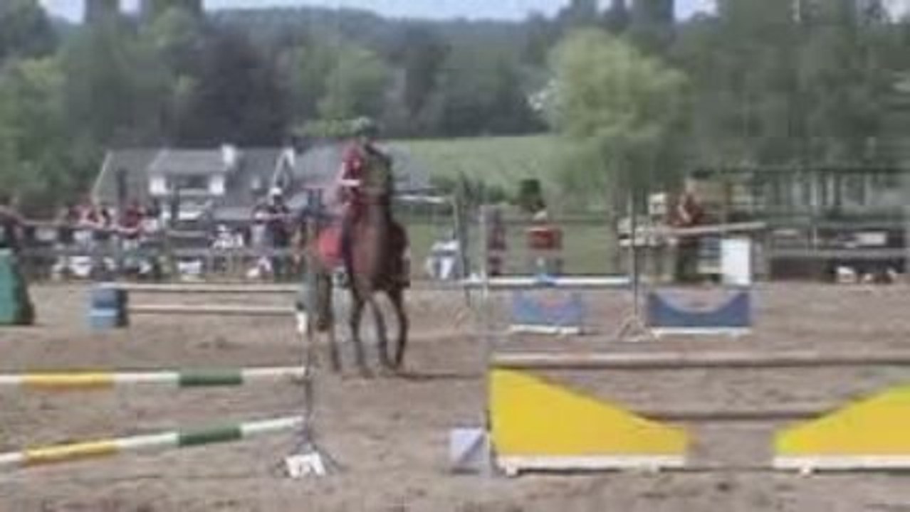 jumping steerebeek des jeunes chevaux