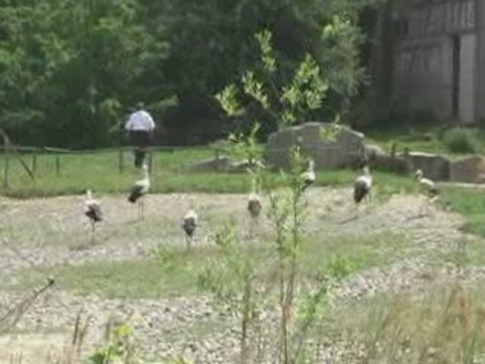 Cigognes au parc hunawhir en Alsace