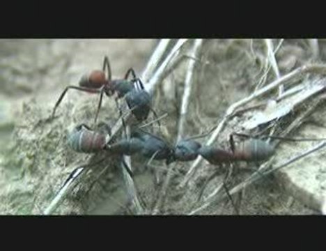 L'univers des fourmis : le Film (racourci du générique)