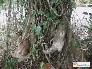 Ленивцы Коста-Рика. Cjsta Rica - Pura Vida!