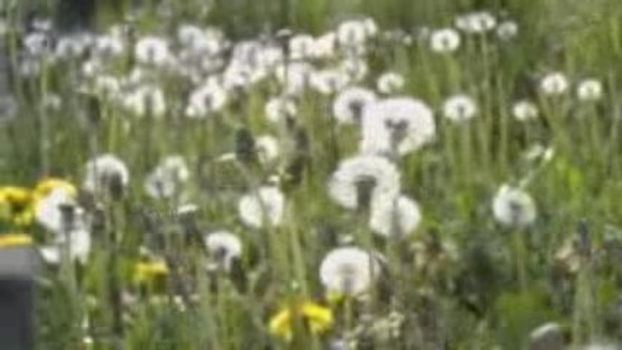 Seelenvögel