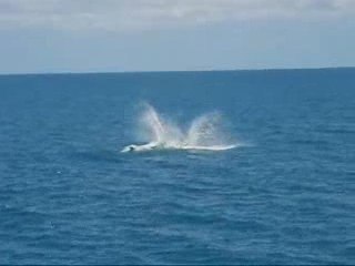Humpback Whales - Hervey Bay