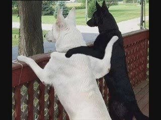 Neil Young - Motion Pictures