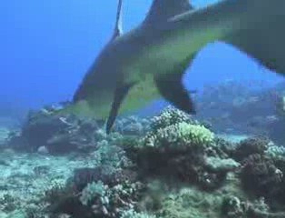 Tahiti, Bora Bora, Moorea découverte des requins