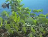 Plongée sous-marine Bathys Diving