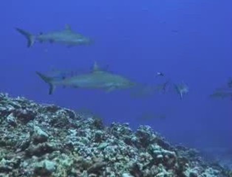 Requins Tahiti, Moorea, Bora Bora