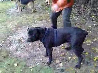 1ere fois pour Cross au mordant