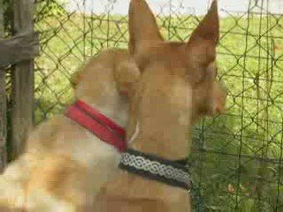 Atos Thorgal et Chipie dans mon jardin...