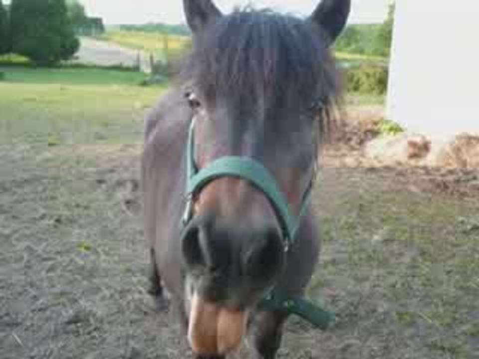 Mes namoures