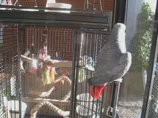 walli dit "pitit,pitit cochon" et "on compte"