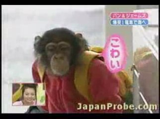 un singe prend le train au japon