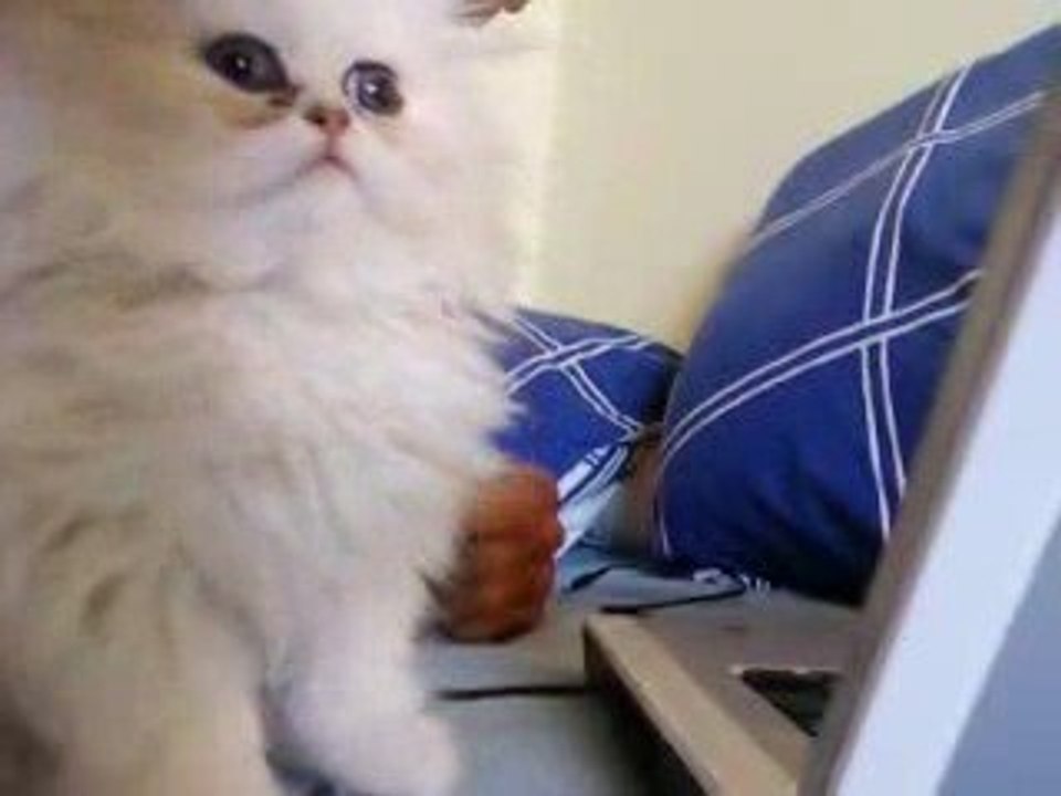 Chaton Persan chinchilla