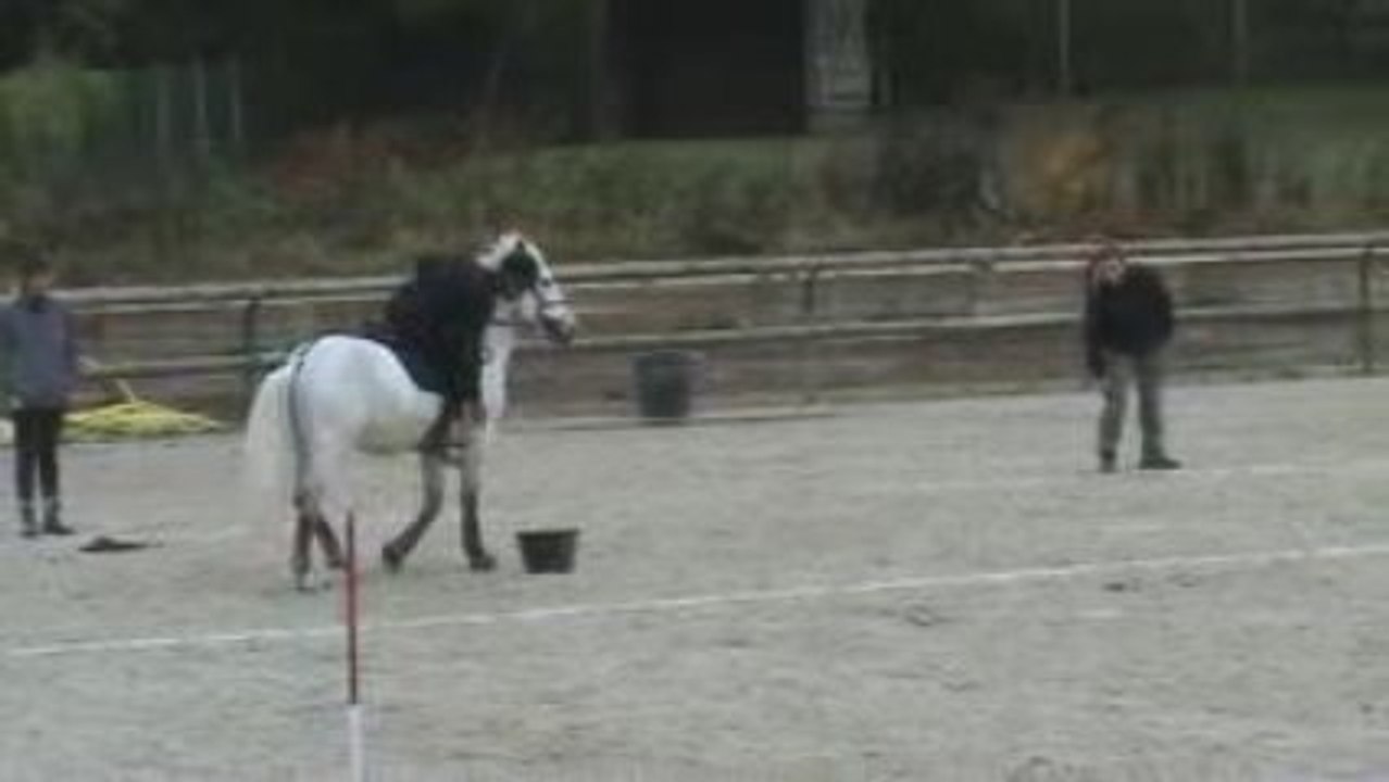 MAROLLES CRAZY FOX carton