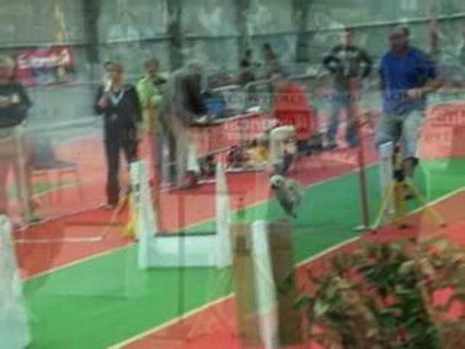 tournoi flyball GPF avignonPhotorécit1