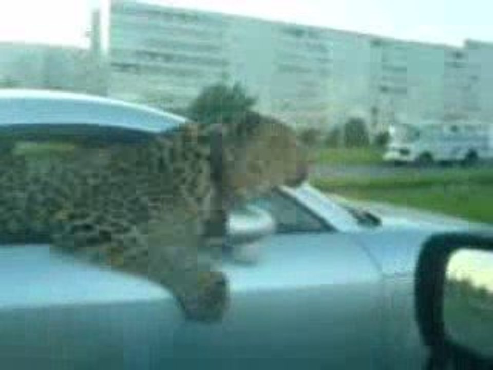Un léopard dans une Audi TT
