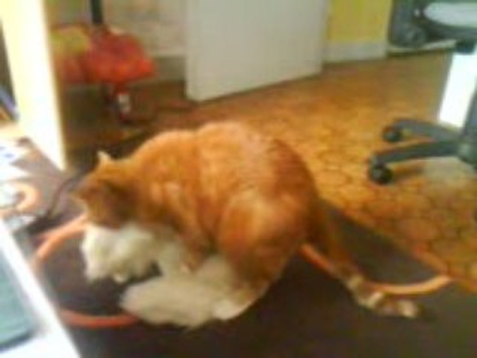 toulouse et sa peluche