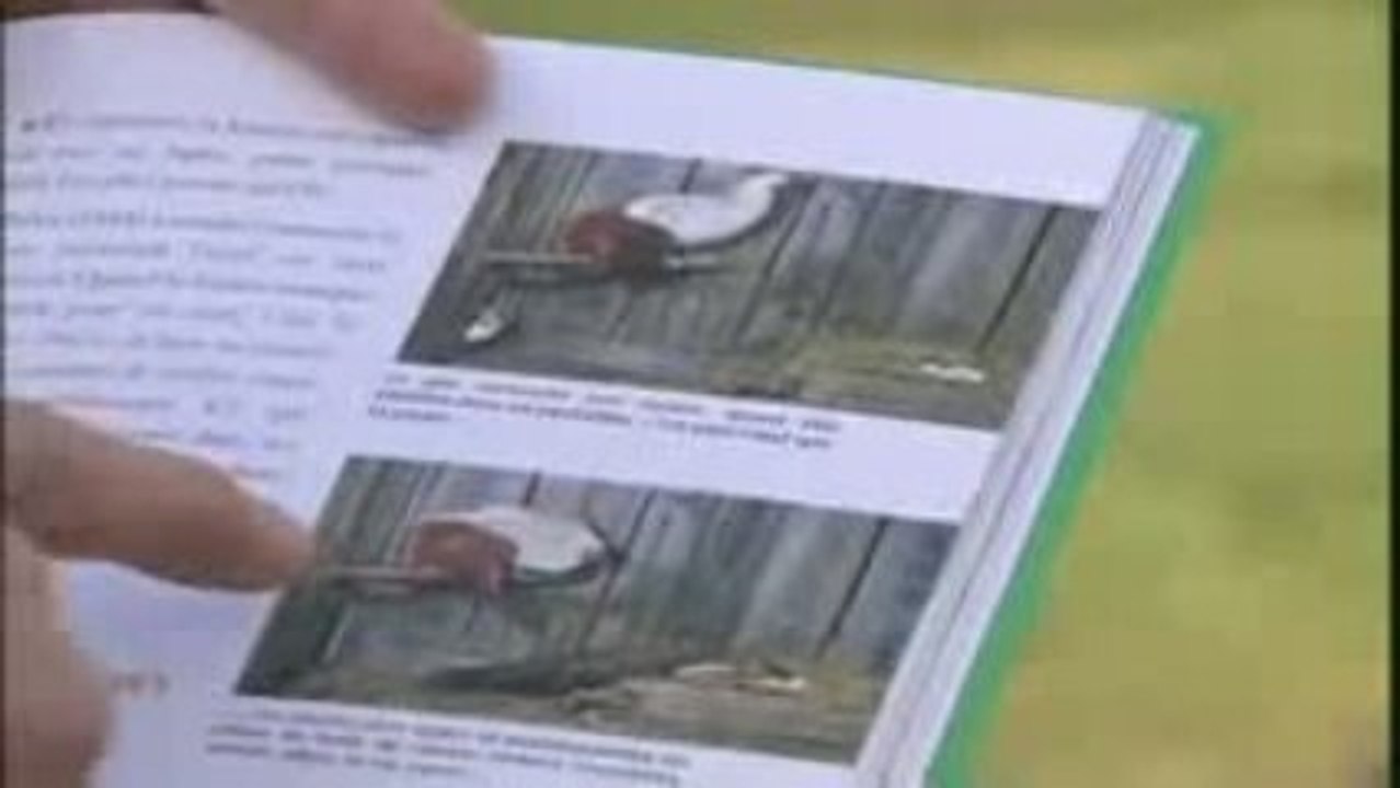 Apprendre à se protéger de la Fouine Oiseaux Nature