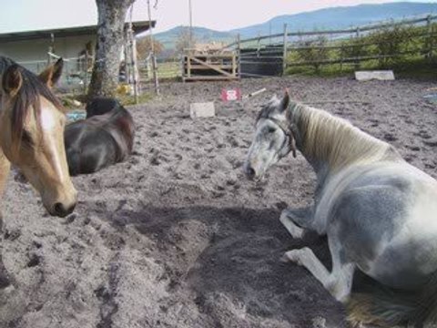 mes 3 chevaux en liberté