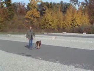 Diverses Situations en laisse.