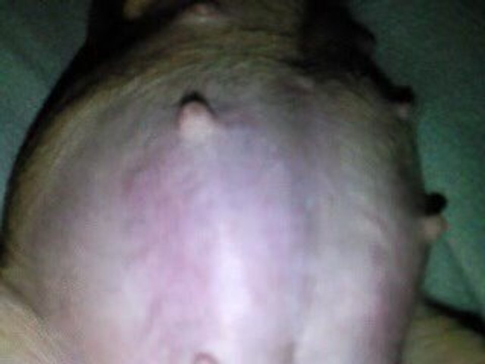 daisy 2