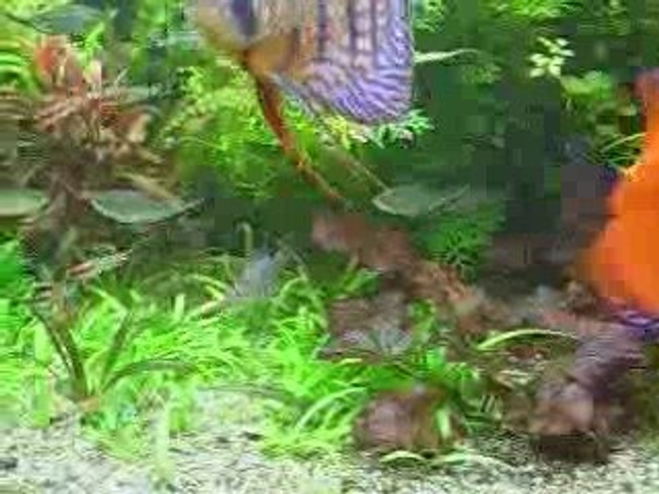 Aquarium amazonien 450l