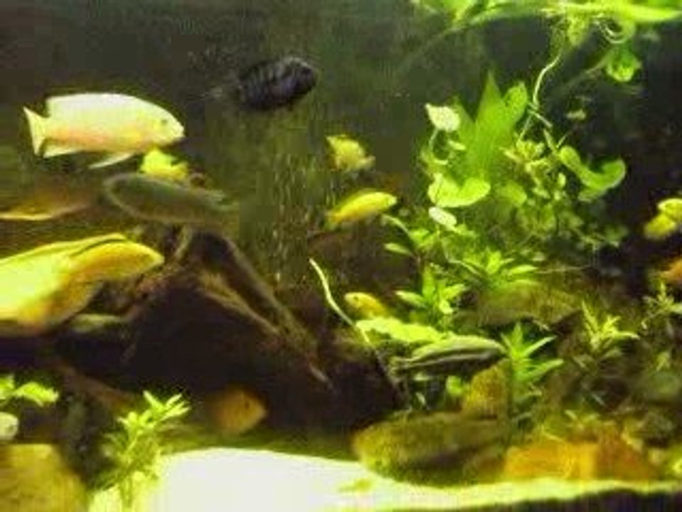 aquarium 410 litres cichlidés