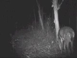Bushnell Trophy Cam video of buck with broken leg
