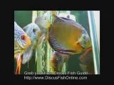 Discus Fish Care, Discus Fish Tank