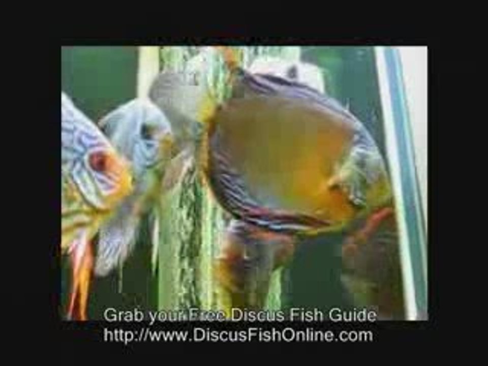 Discus Fish Care, Discus Fish Tank