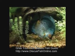 Breeding Discus Fish. Check This  Vid out!