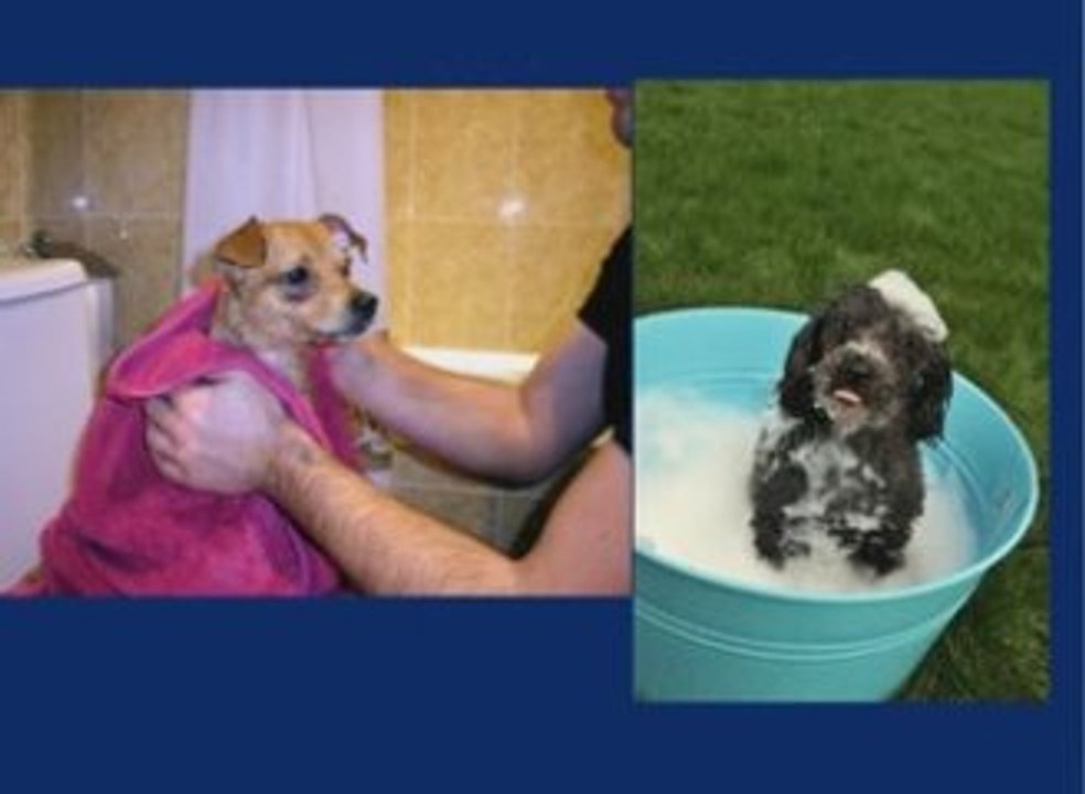 otitis externa en perros