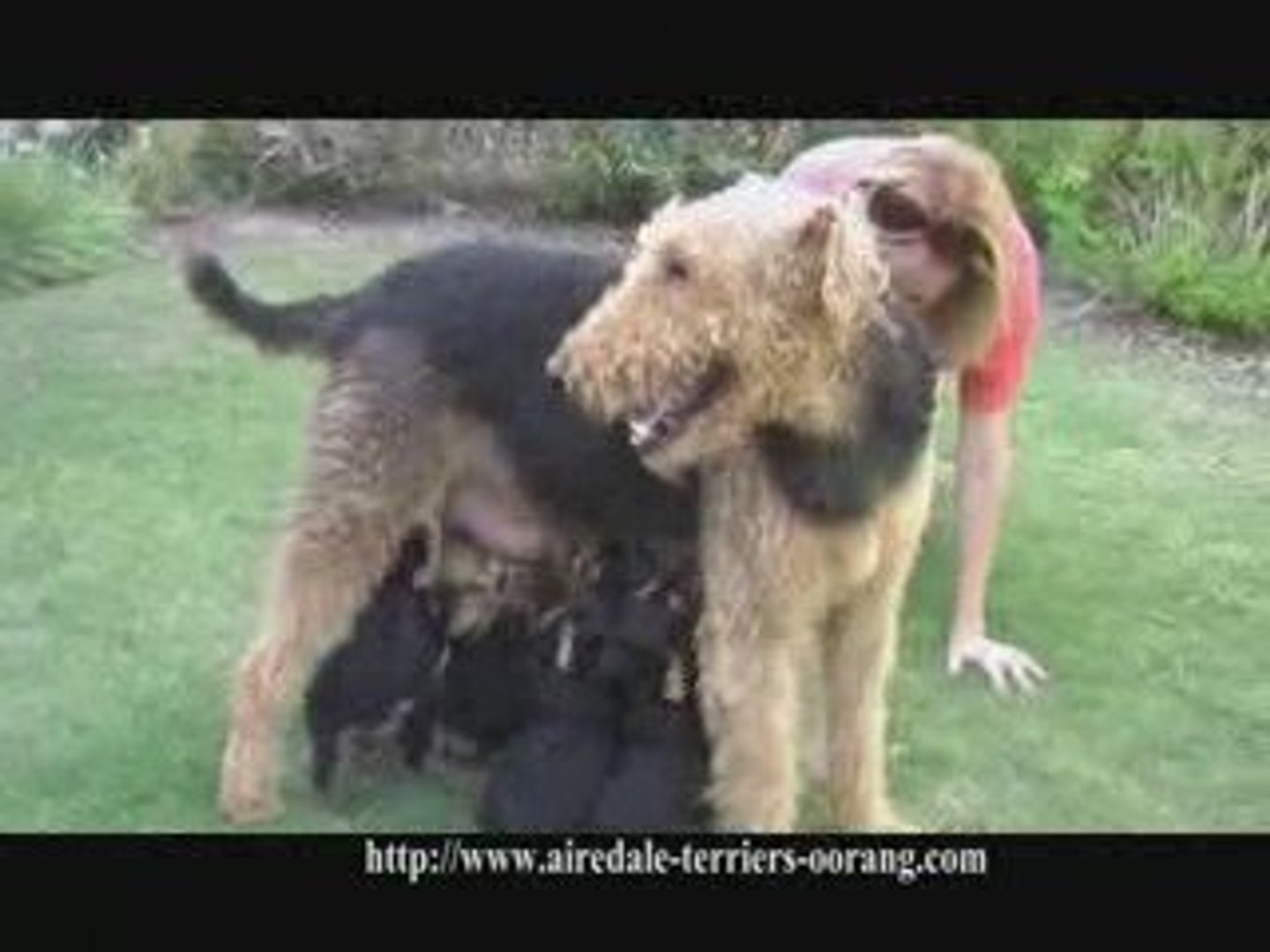 Airedale Puppies - Oorang Airedales - video Dailymotion