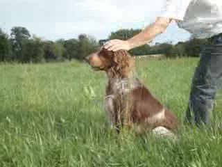 epagneul picard à l'arret