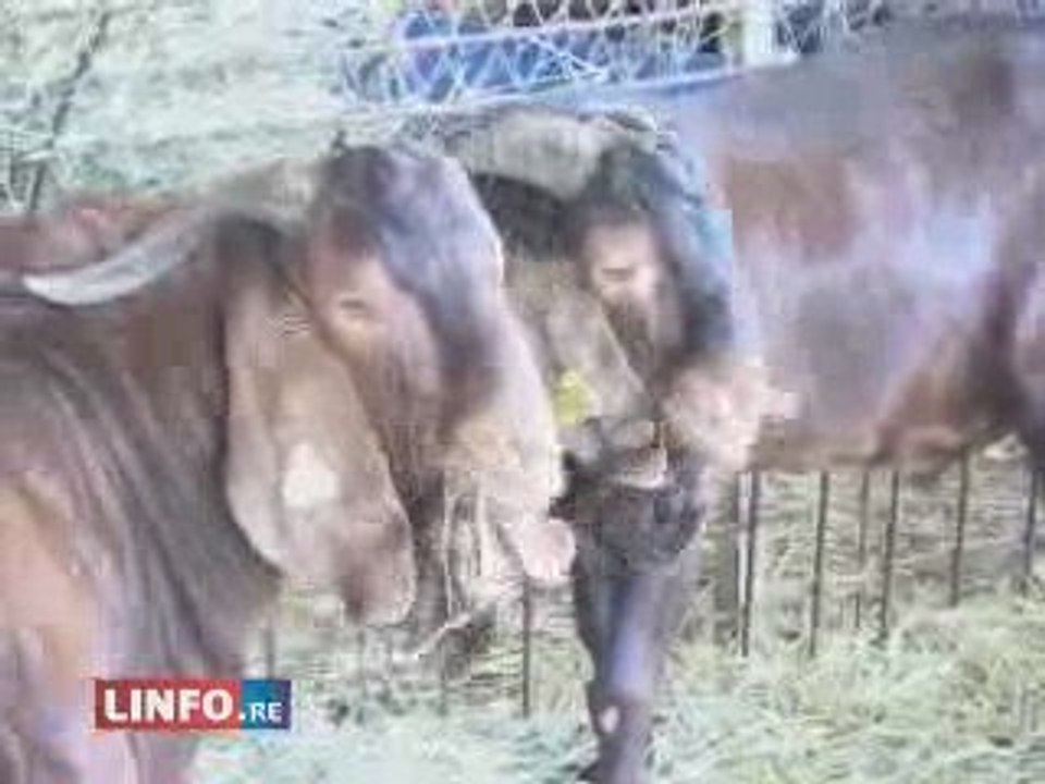 actualite faits divers ile de la reunion: Des voleurs