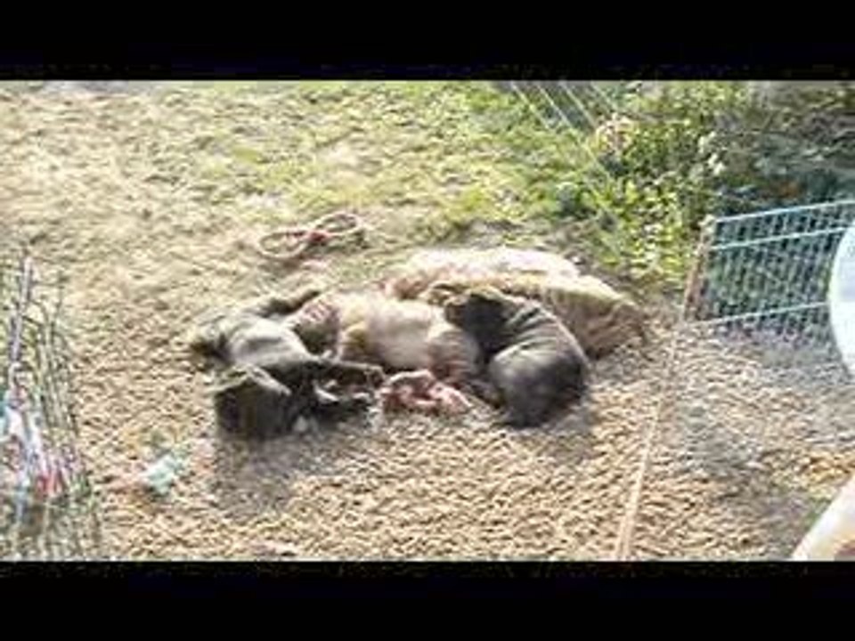 Les bébés de Helfie 7 semaines
