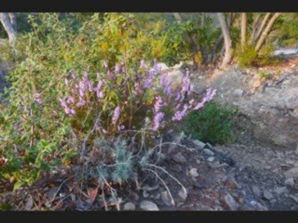 Parc national de Port-Cros >  Porquerolles