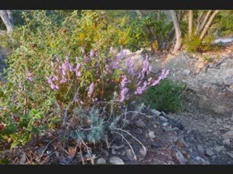 Parc national de Port-Cros > Porquerolles