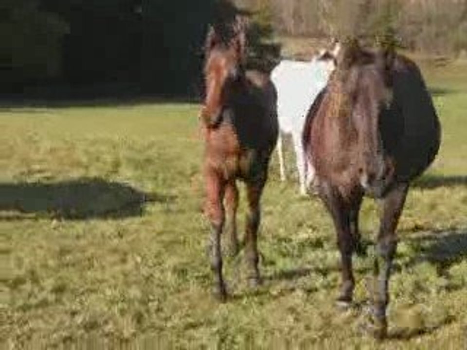 poulains 2009 westforezfarm