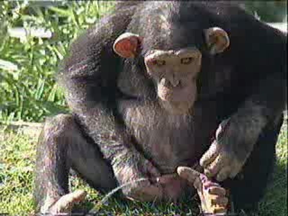 İğrenc Maymun- www.vaycaninaa.net