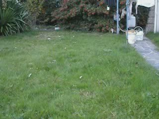 Chamallow et Patashou dans le jardin