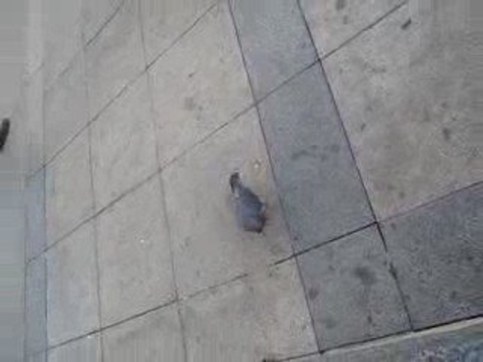 PIGEOOON  :D Jeudi 29 Octobre . En ville