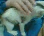 (SWEET CATS) kameraya pati atan kedi- MUTLAKA İZLEYİN