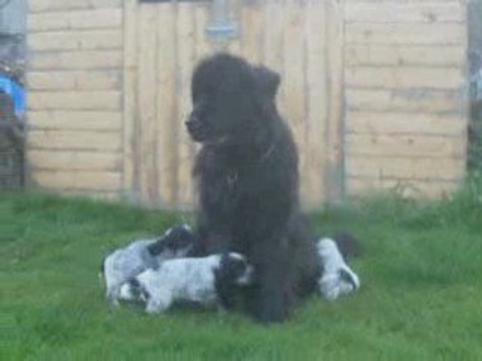 taho et les chiots