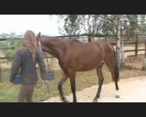 Ukko Diams des Edènes (A VENDRE)