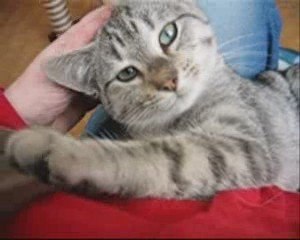 Grisette, 5 mois, câline et joueuse, adoptée!