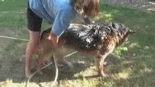 Podcast VideoVet : comment laver son chien