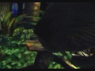 Chrono Cross - Cinématique 017