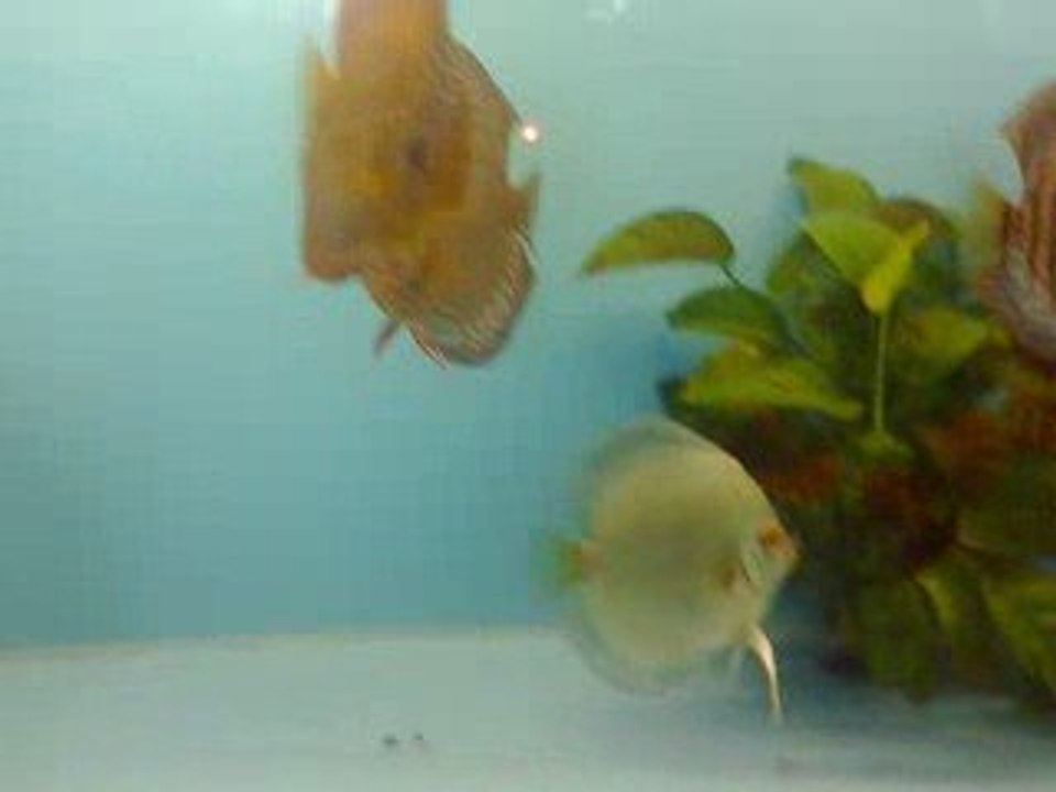 discus 2