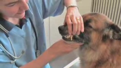 Podcast VideoVet : comment brosser les dents de son chien