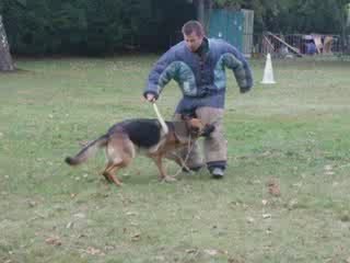 attaque bellis 1 oct09